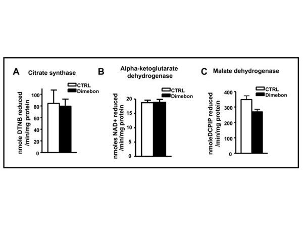 Western Blot using Malate Dehydrogenase